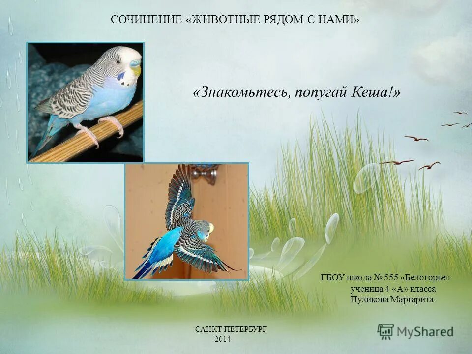 сочинение про попугая