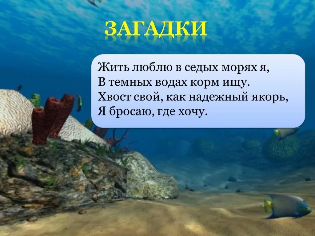 Звери расскажи что моря не