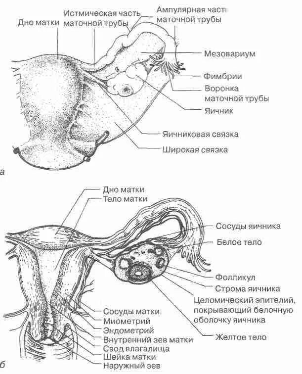 Где матка и яичники. Женская половая система схема анатомия. Схема женской репродуктивной системы. Строение матки и яичников схема. Матка. Маточные трубы. Яичники: анатомия и строение.