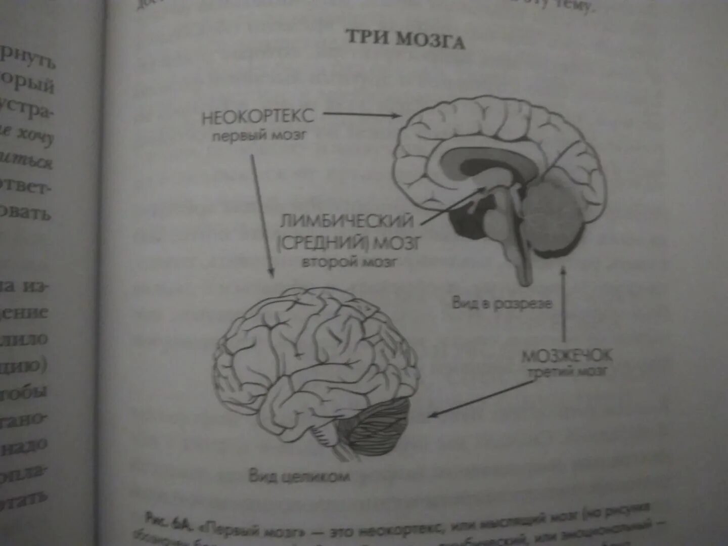 Джо Диспенза три мозга. Джо Диспенза сила подсознания иллюстрации. Джо Диспенза сила подсознания pdf. Джо Диспенза волны мозга. Диспенза 1 неделя