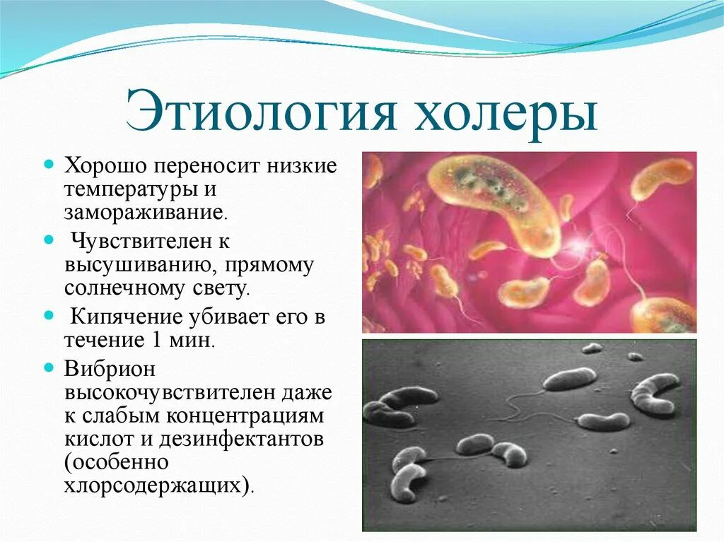 Факторы холеры. Vibrio cholerae этиология. Vibrio cholerae патогенез. Холера Vibrio cholerae этиология. Холера этиология возбудителя.