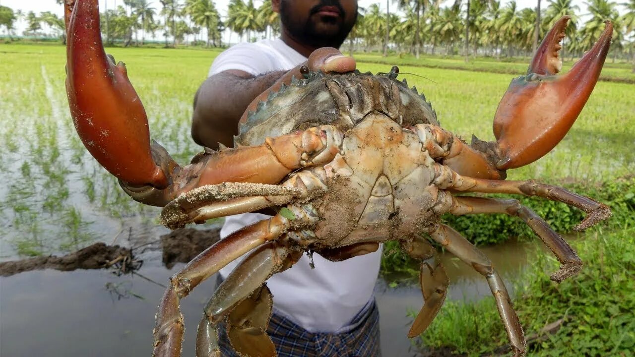 Гигантский мангровый краб. Японский краб паук самый большой в мире. Самый гигантский краб. Тасманский королевский краб. Тасманский королевский краб.