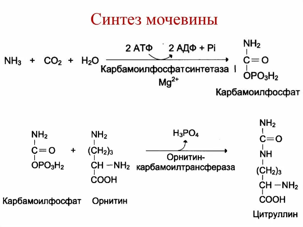 Синтез нитратов. Синтез мочевины реакции. Ключевая реакция биосинтеза мочевины. Цикл образования мочевины реакции. Биосинтез мочевины реакции.