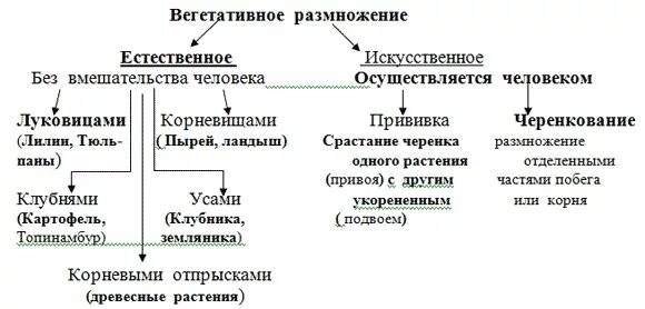 Схема вегетативное размножение растений 6 класс. Основные способы вегетативного размножения растений 6 класс. Схема способ вегетативного размножения и примеры растений. Схема по биологии способы размножения растений. Биология 6 класс параграф 17 вегетативное размножение