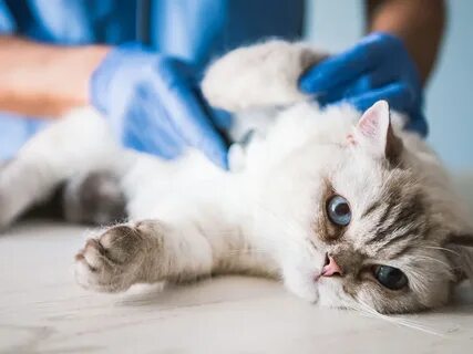 Поставь диагноз коту