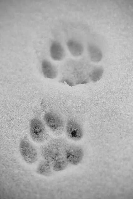 Кошачьи следы на снегу. След рыси. Следы кошки на снегу. Рысьи следы на снегу. Лапка на снегу