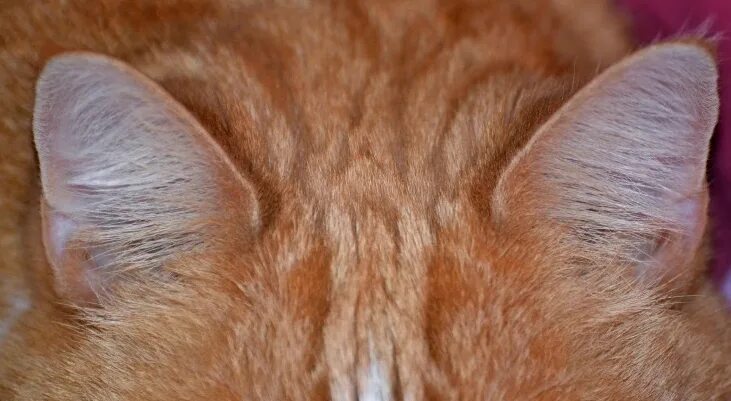 Как выглядят уши кота Как кошки слышат Coto Life Дзен