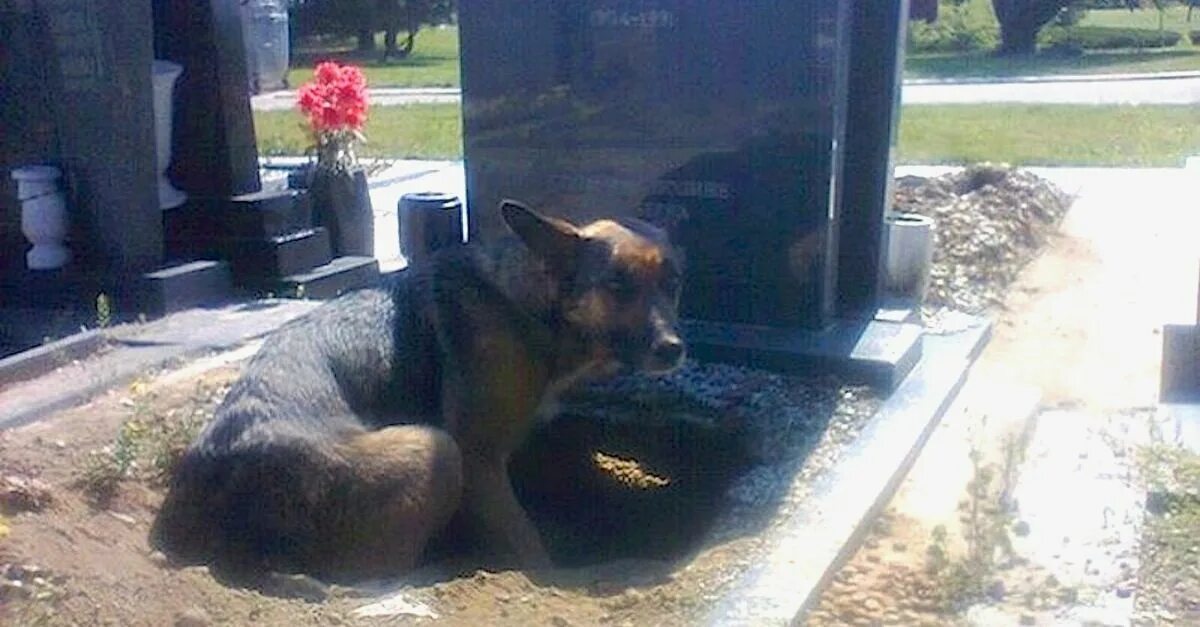 Собака приходит на помощь. Собака плачет на могиле. Собаки разрыли могилу на кладбище.