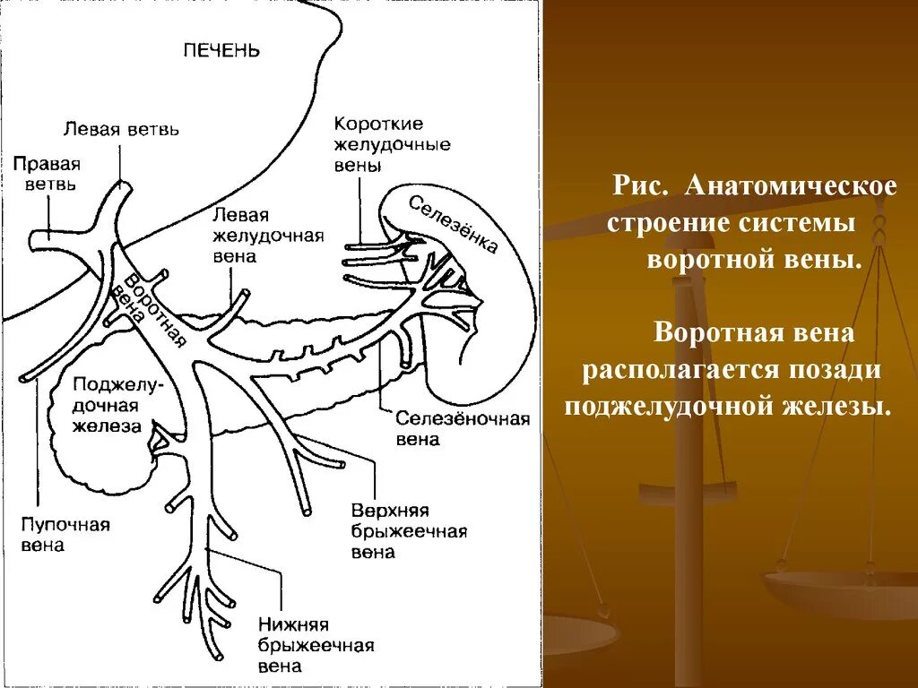 Печеночная ветвь