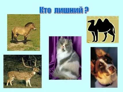 Кто же лишний