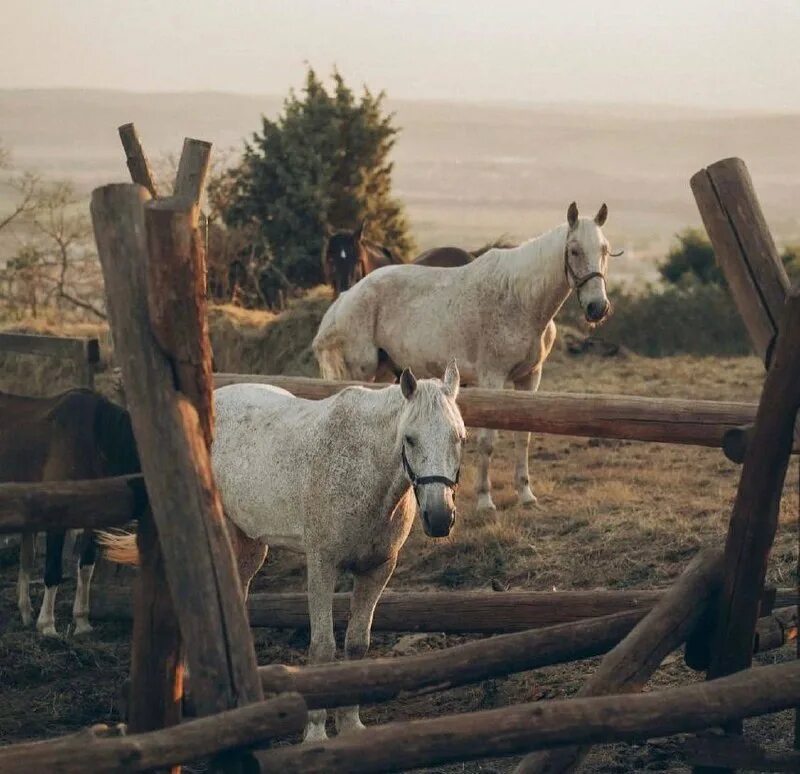 альбрехт кейп пастух. пастух и табун лошадей. пастораль пастушка. рассветная песня пастуха в испании 9 букв. рассветная песня пастуха в испании 9 букв.