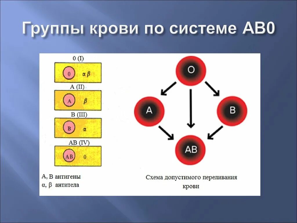 Антиген первой группы крови. Система ab0 группы крови. Система переливания крови ab0. Группы крови по системе ав0 физиология. Группы крови по системе ab0.