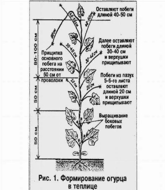 Нужно ли прищипывать перец. Схема прищипки огурцов в теплице. Схема пасынкования огурцов. Формировка огурца в теплице схема. Схема прищипывания огурцов.