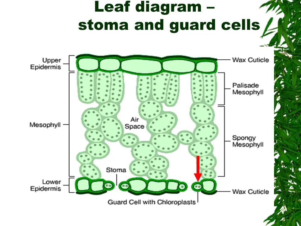 Label these diagrams. Guard cell. labelled diagram of stoma and guard cells. diagram of a leaf cell. leaf structure.