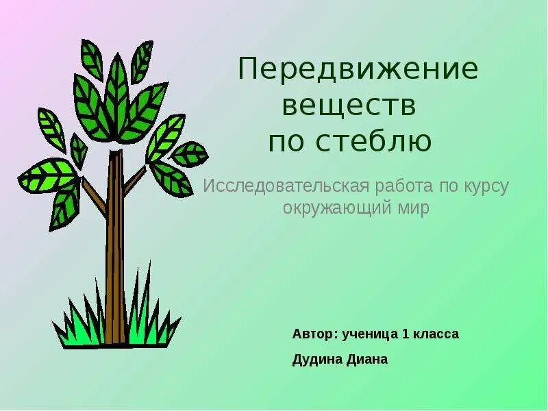 Передвижение веществ по стеблю. Передвижение по стеблю органических веществ. Перемещение веществ по стеблю. Передвижение по стеблю органических веществ 6 класс. От листьев к корню органические вещества передвигаются