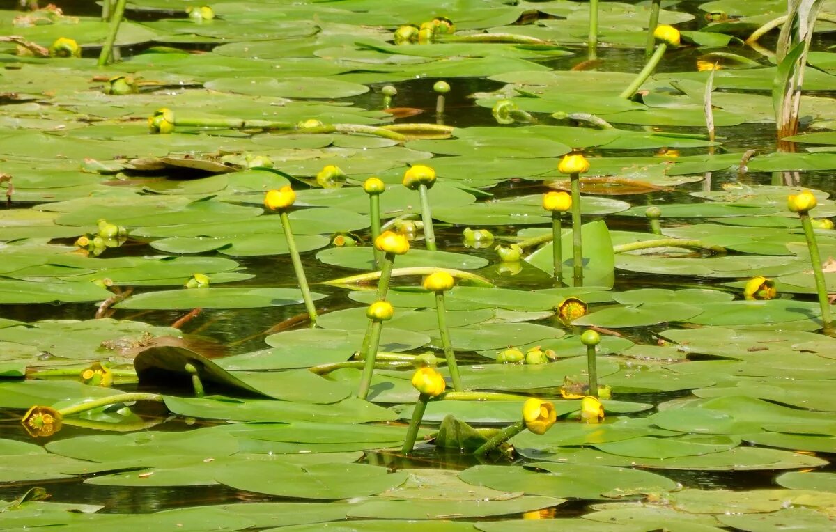 Кубышка Адвена. Кубышка обыкновенная. Nuphar lutea. Кубышка иноземная. Кубышка комиссия