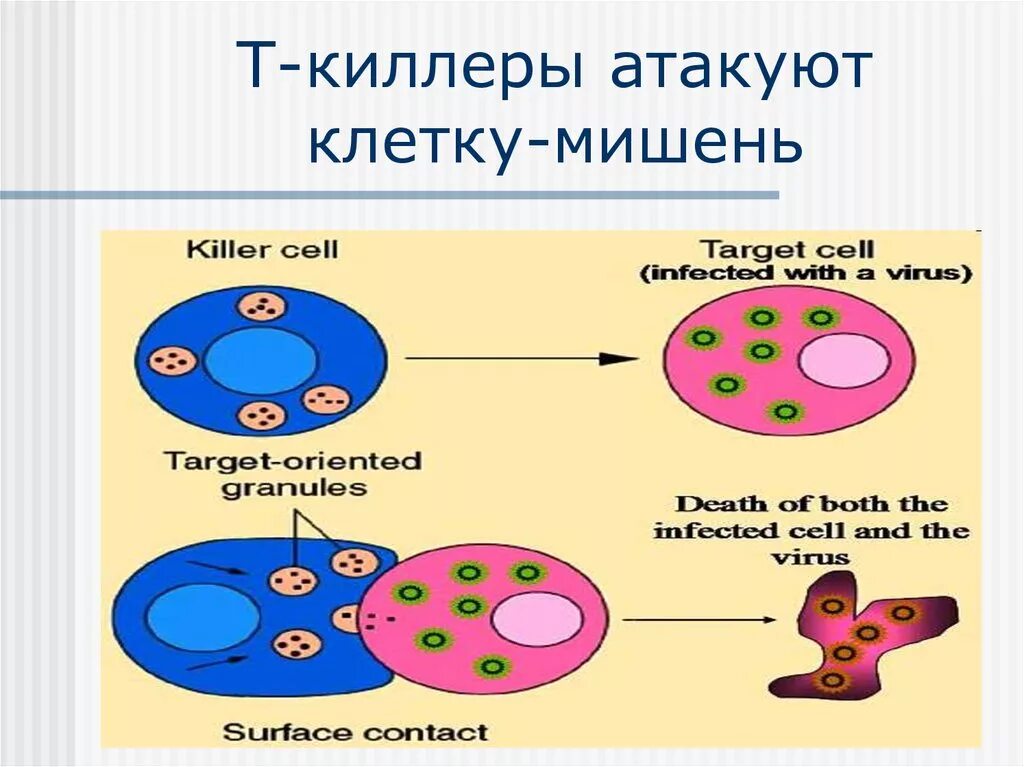 В т м клетки. Т киллеры клетки. Клеточный иммунитет т киллеры. Т киллеры иммунология. Функции t киллеров.