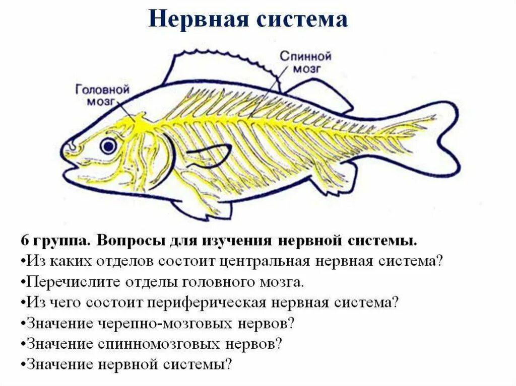 Нервная система костных рыб схема. Схема строения нервной системы рыб. Костные рыбы строение нервной системы. Нервная система рыб схема.
