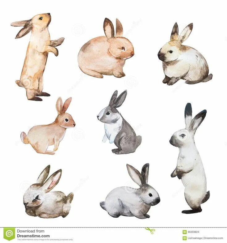 Rabbit set