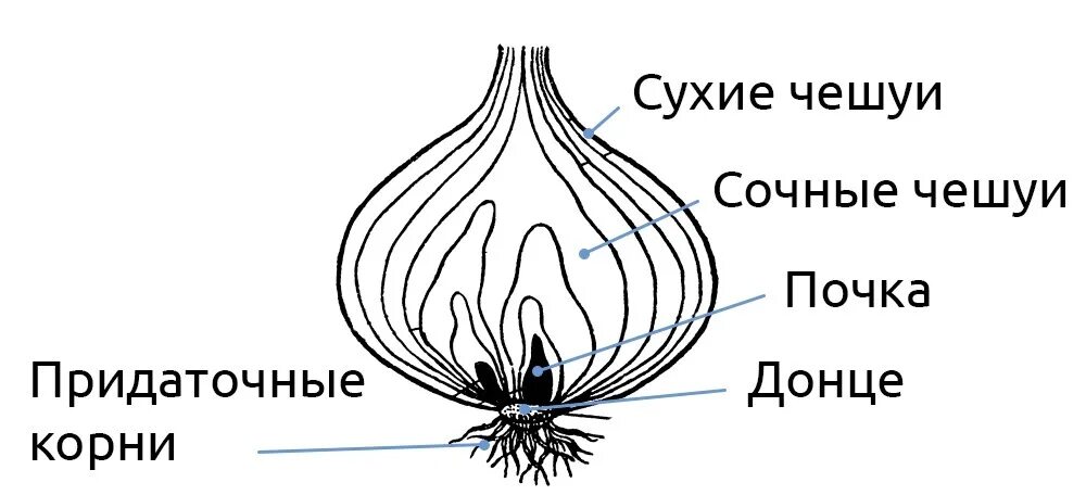 Какое значение имеет луковица