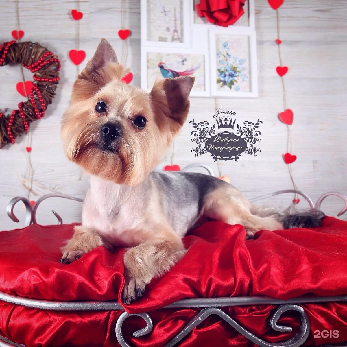 Зоосалон фаворит императрицы спб. Фаворит императрицы зоосалон на звездной. Фаворит императрицы зоосалон. Зоосалон фаворит императрицы спб. Фаворит императрицы зоосалон.