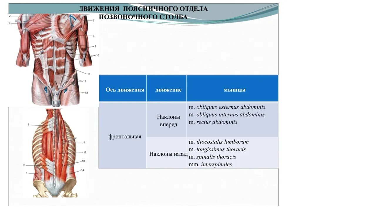 Мышцы осуществляющие движение позвоночного столба. Мышцы производящие движения в поясничном отделе позвоночного столба. Мышцы действующие на Позвоночный столб. Мышцы приводящие в движение позвоночник. Движения поясничного отдела позвоночника