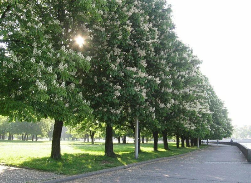 Деревья которые растут в аллее и украшающие. Аллея каштанов Калининград. Калининград парк Каштановая аллея. Аллея каштанов в Москве. Каштаны в Калининграде цветут.