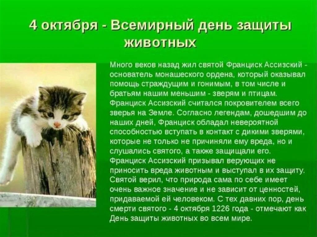 Почему важно защищать животных земли. Всемирный день защиты животных. 4 октября день защиты животных. международный день защиты животных рассказ. всемирный день животных рассказ.