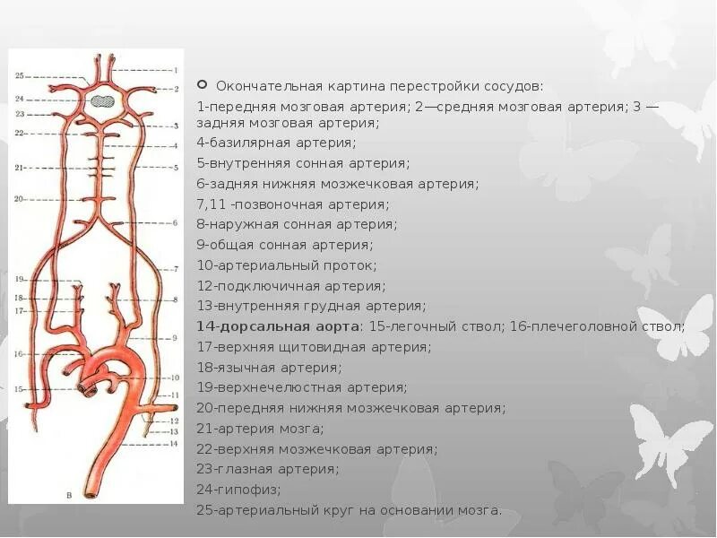 Изгиб вса. Система внутренней сонной артерии схема. Внутренняя Сонная артерия мозг. Артерии внутренней сонной артерии. Внутренняя Сонная артерия анатомия.