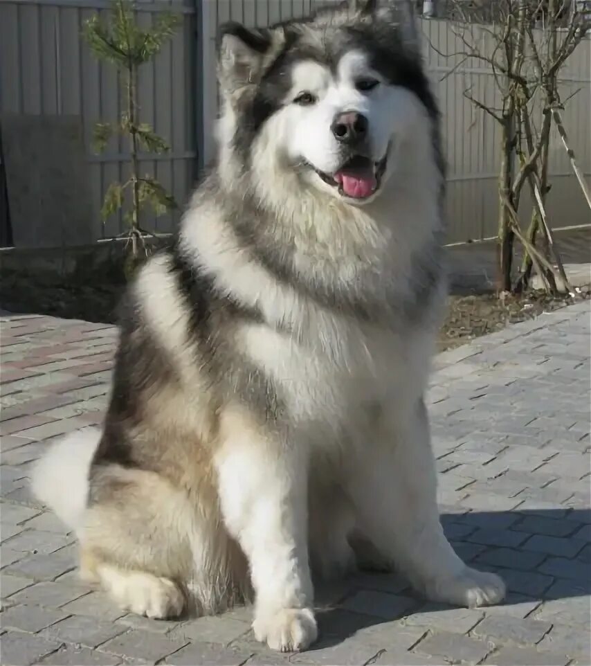 Do Malamutes Bark Sale bellady.by