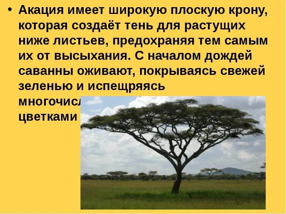 Сообщение о саванне