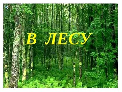 Экскурсия в лес презентация