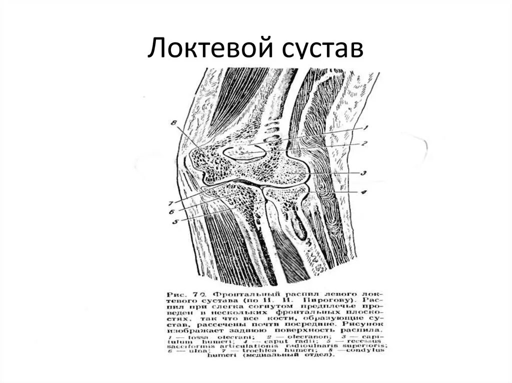 Движения в локтевом суставе. Движения в локтевом суставе