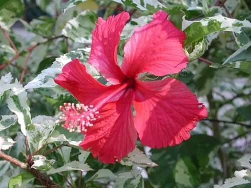 QUEEN SNOW Tropical Hibiscus Live Plant Variegated Green White Leaves and Single