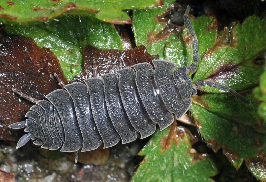 Мокрица времени. Мокрицы porcellio scaber. мокрица обыкновенная насекомое. мокрица жук личинки. мокрица-броненосец обыкновенная.