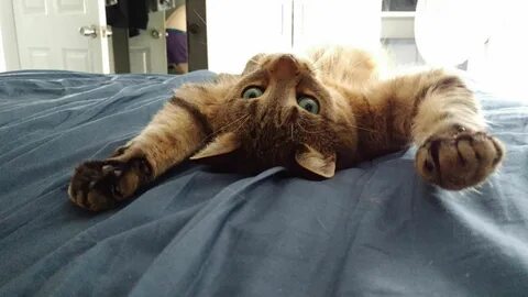 Lazy morning