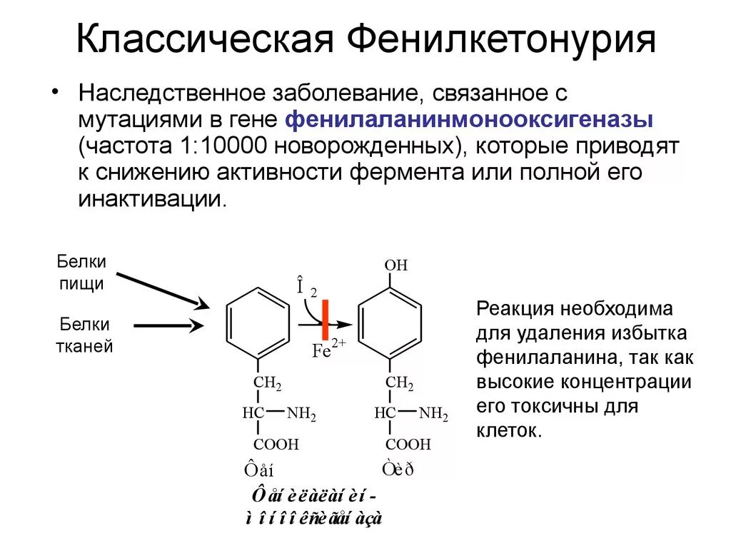 Фенилкетонурия фермент. Фенилкетонурия 2 типа биохимия. Фенилкетонурия биохимические нарушения. Фенилкетонурия схема биохимия. Причины фенилкетонурии биохимия.