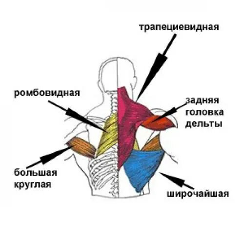 Ромбовидная и трапециевидная мышцы. Ромбовидная мышца упражнения. Головки трапециевидной мышцы. Трапециевидная и ромбовидная мышца спины.