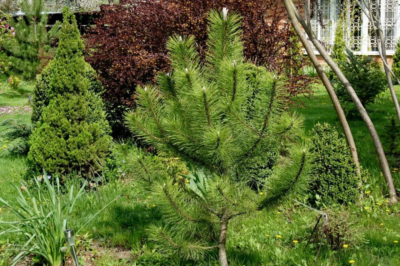 Сосна черная Австрийская ниваки. Сосна Горная Мугус ниваки. Pinus nigra. Сосна черная Австрийская.