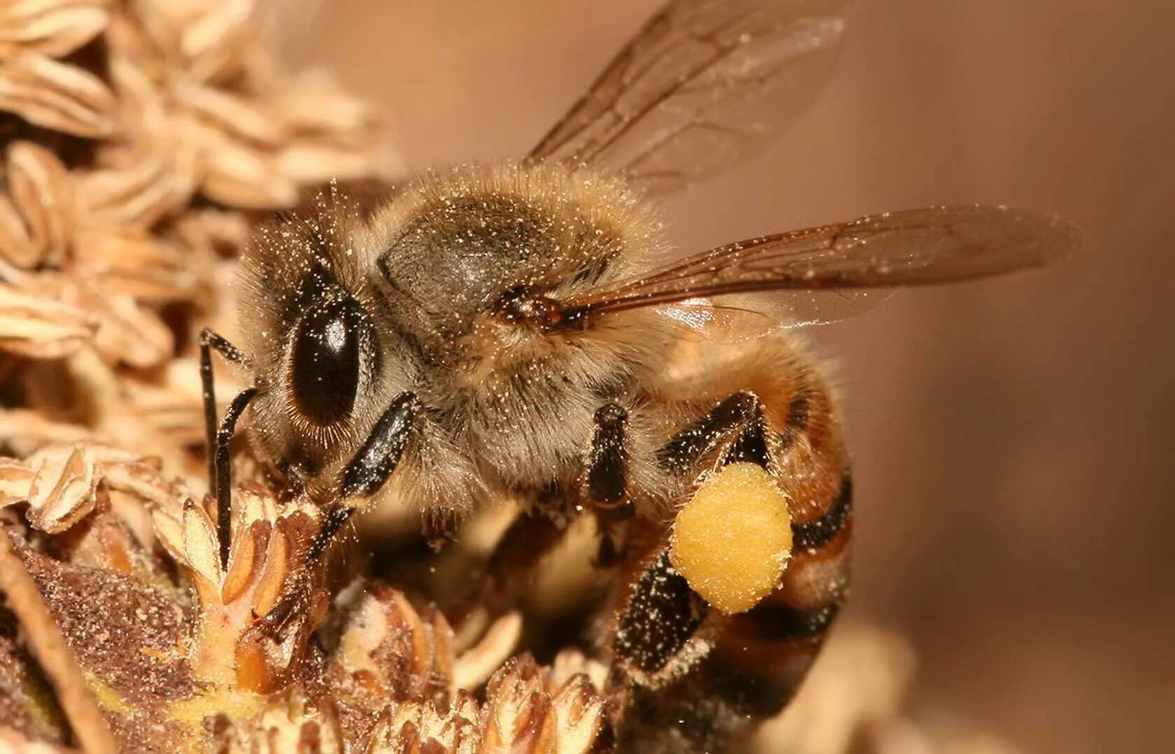 Среднерусская медоносная пчела. Карпатская порода пчел. Бурзянская пчела.