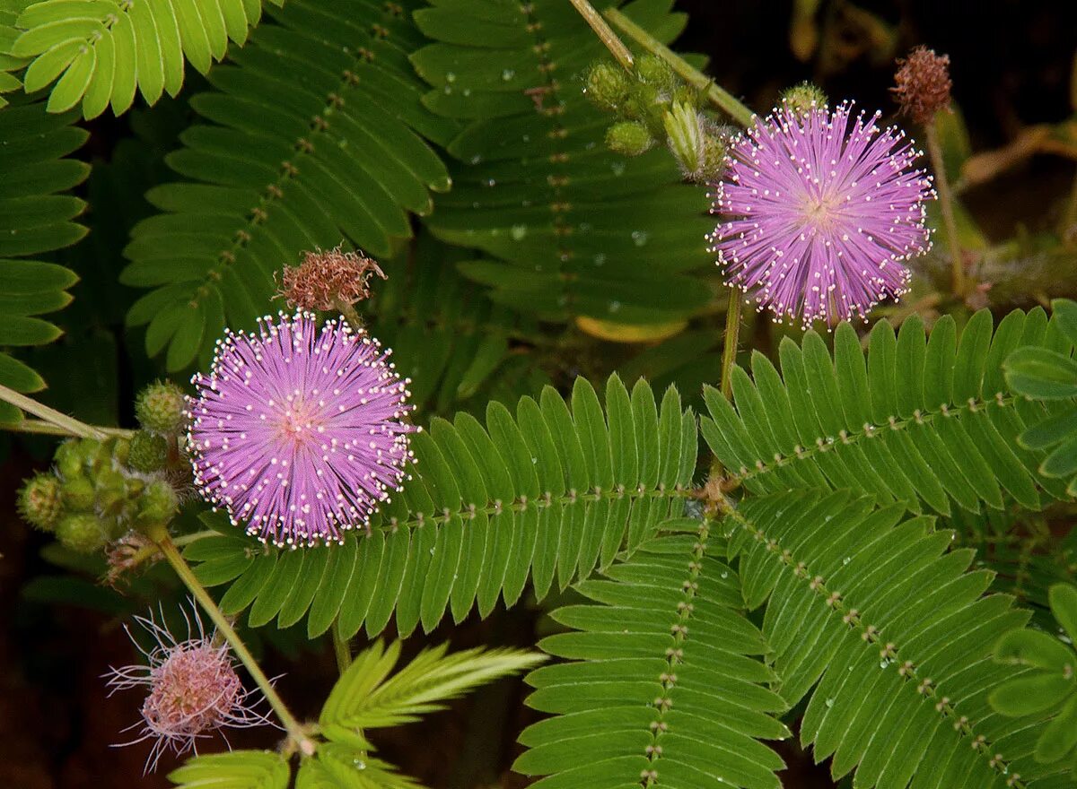 Комнатные растения мимоза. Мимоза стыдливая. Mimosa pudica (Мимоза). Мимоза стыдливая Кампина. Мимоза стыдливая недотрога.