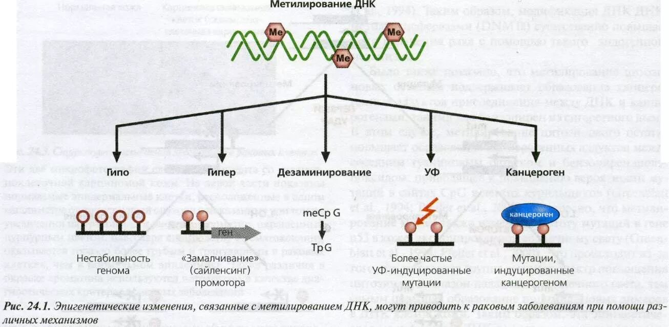Общий уровень метилирования днк человека с возрастом