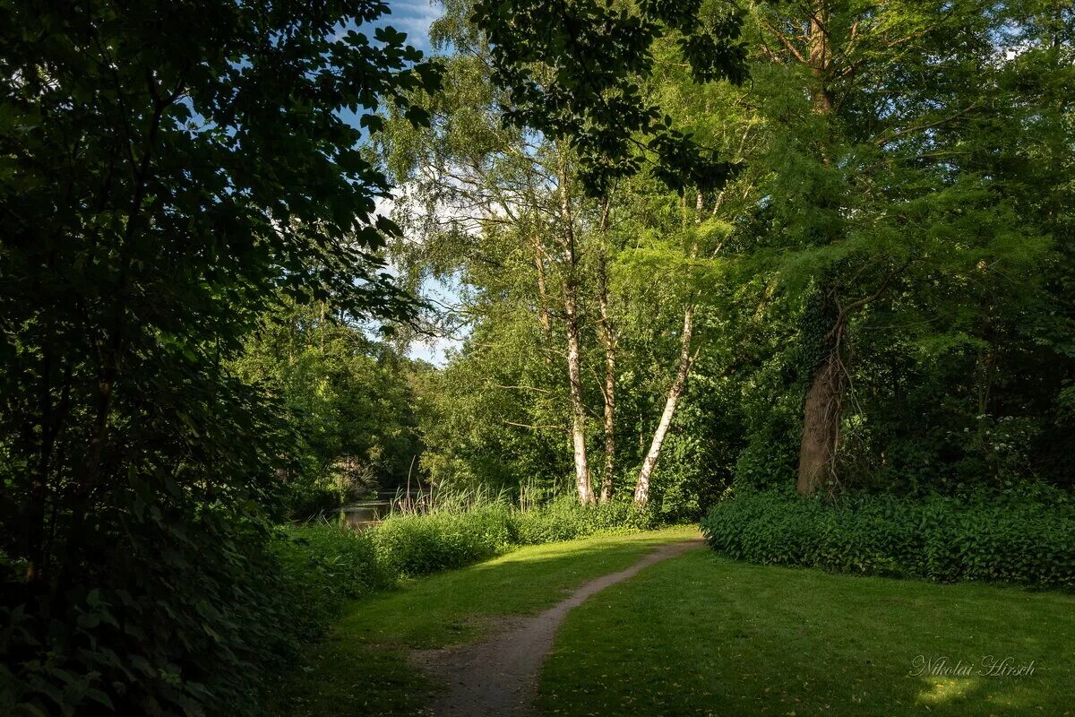 сосновая аллеи в кисловодске. в прохладе тенистой рощи. картинки зауральная роща. тенистый парк королев. лесная поляна природа лес река.