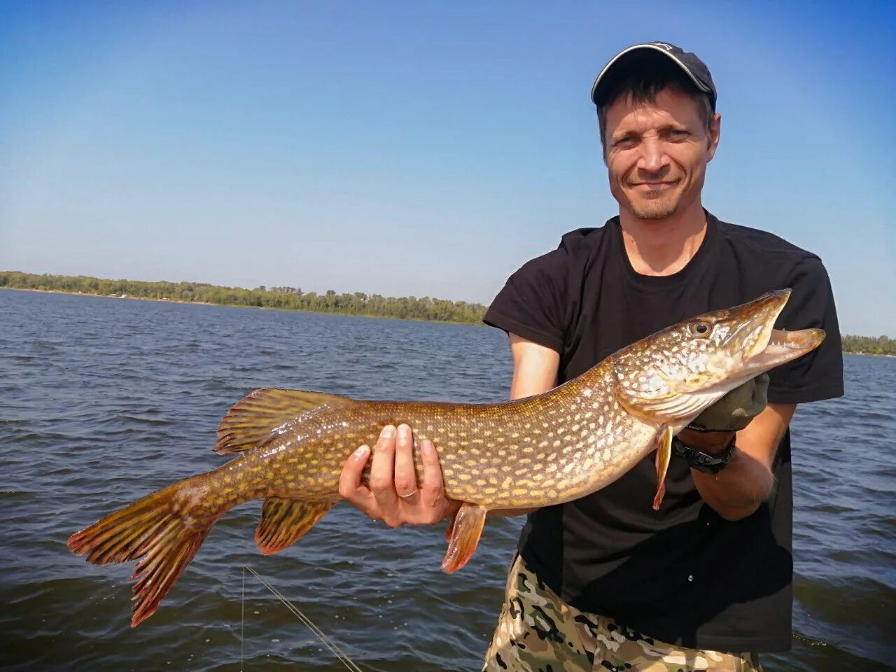 Купить щуку астрахань. Щука Астрахань. Золотая щука. Щука Астраханская. Щука свежая.