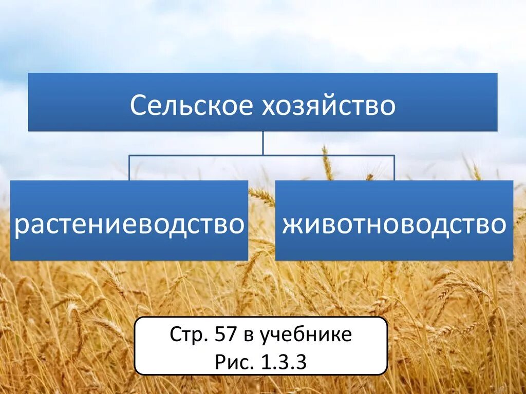 Отрасли растениеводства. Сельское хозяйство Растениеводство. Отрасли растениеводства и животноводства. Сельское хозяйство схема. Схема связи растениеводства и животноводства и промышленности