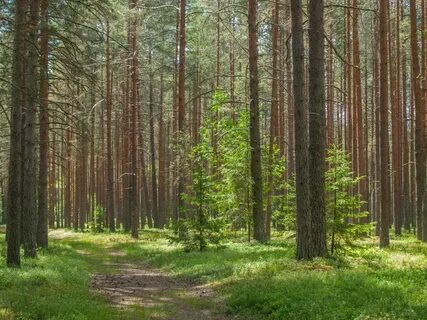 Возле леса хвойный лес