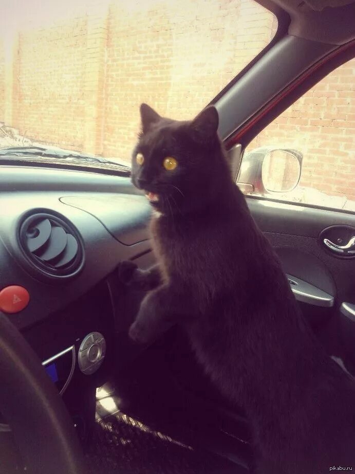 Black cat car