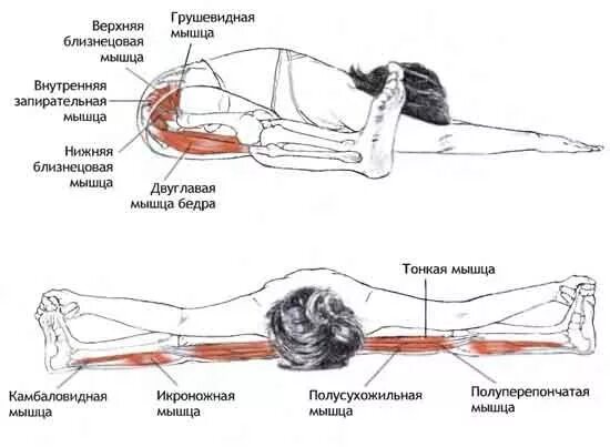 УПАВИШТА КОНАСАНА Анатомия йоги, Позы йоги, Анатомия