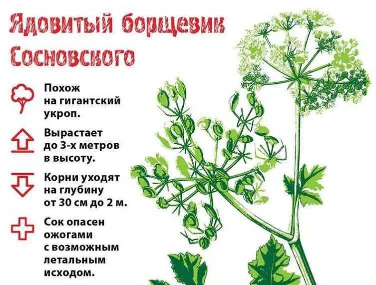 От какой травы можно получить ожог