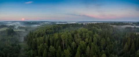 Панорамный лес